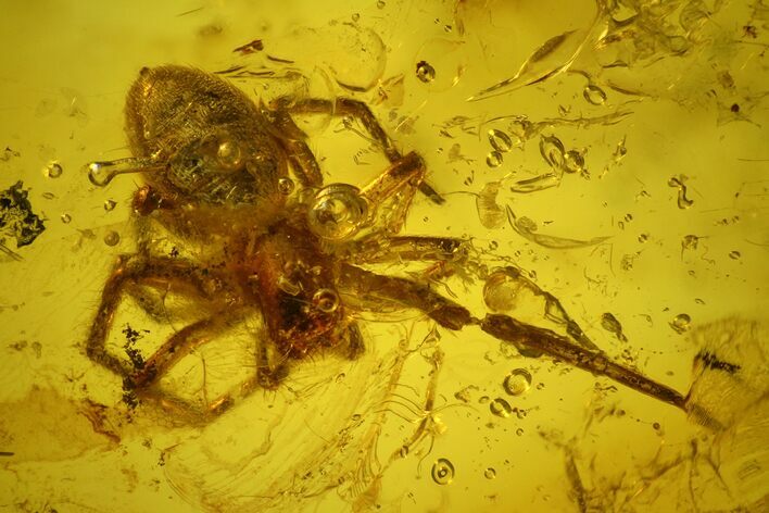 Detailed Fossil Spider and Springtail in Baltic Amber #139049